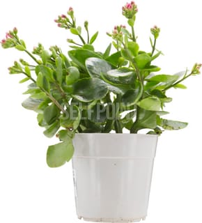 עציץ קטן 2