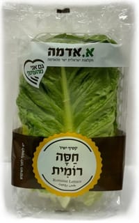 חסה רומית א.אדמה