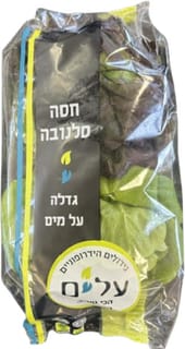 סלנובה גלאט